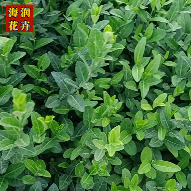 爬行植物扶芳藤 供应小叶扶芳藤绿化苗 扶芳藤好苗子 海润花卉