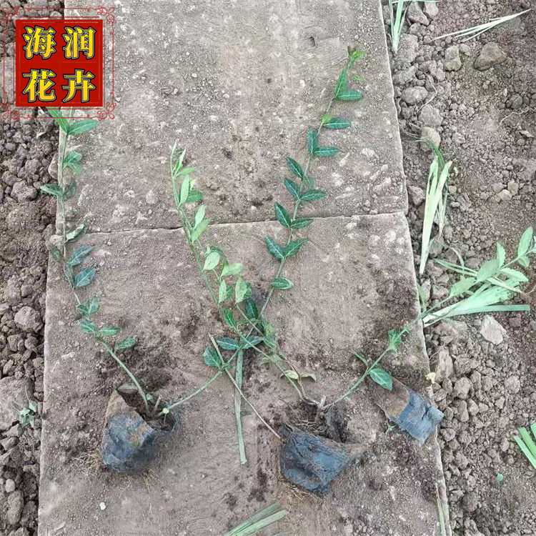 绿化用小叶扶芳藤 扶芳藤小苗工程苗 湿地绿化小叶扶芳藤小杯苗 海润花卉