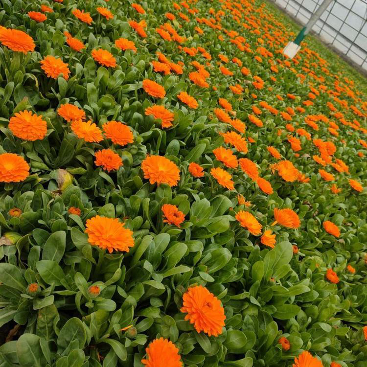 出售金盏菊 道路草花 金盏菊小苗