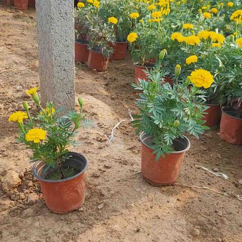 孔雀草 青州孔雀草基地 孔雀草价格 