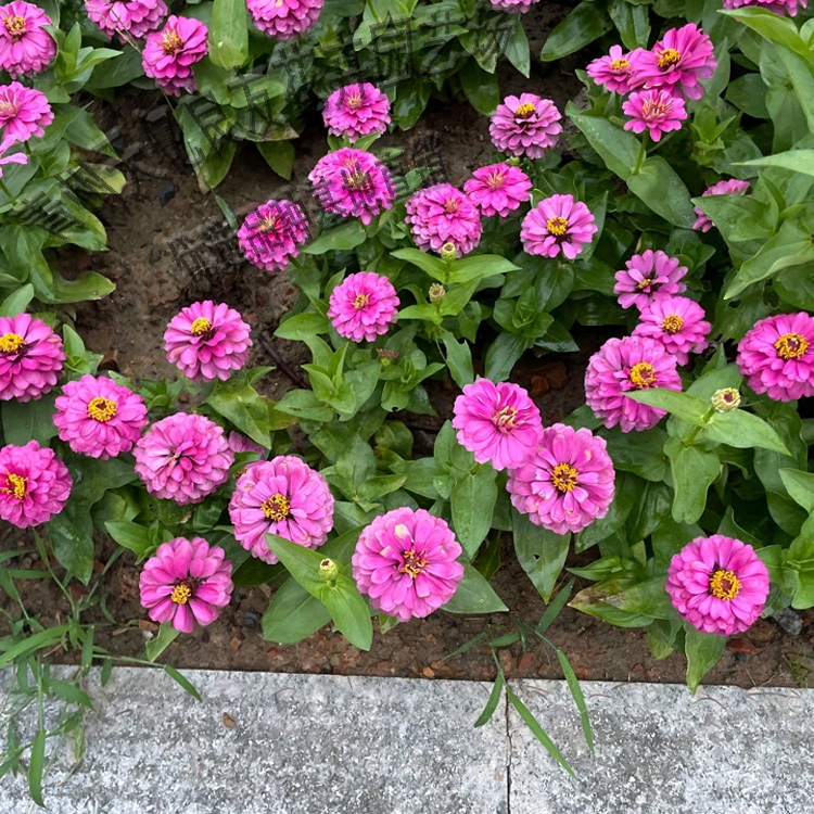 百日草 百日草价格 百日草基地