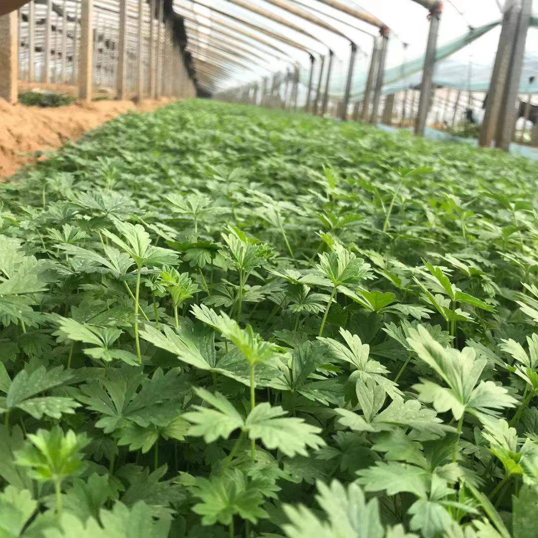 五叶委陵菜  绿化苗木  多年生   地被  