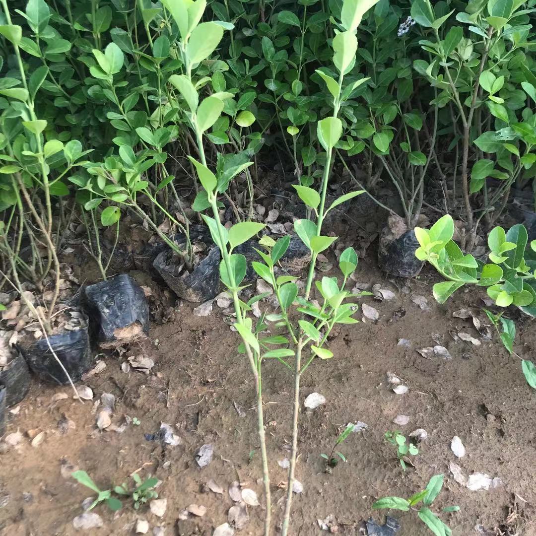 扶芳藤  绿化小苗  基地直供 全国发货  