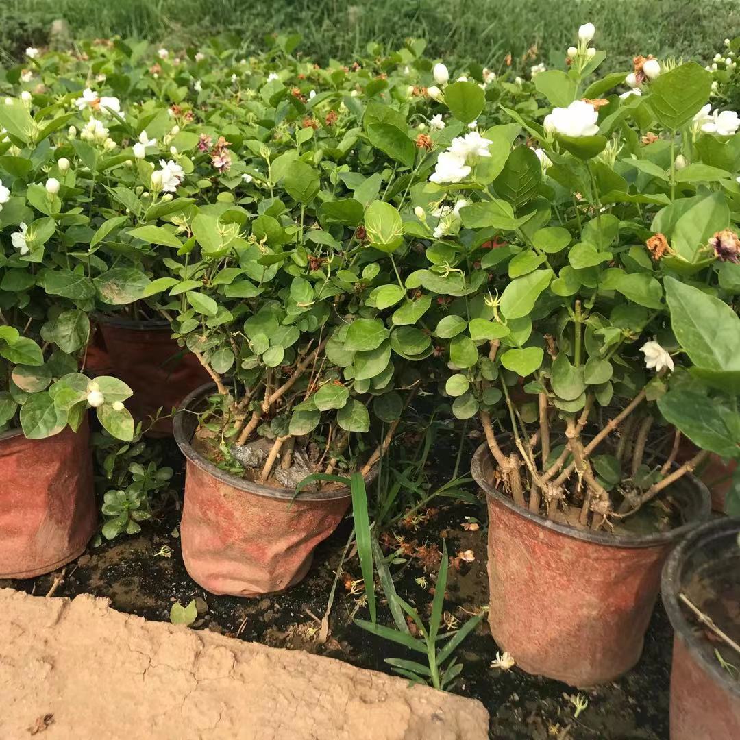 茉莉花  绿化茉莉  基地直供  