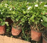 茉莉花  绿化茉莉  基地直供  