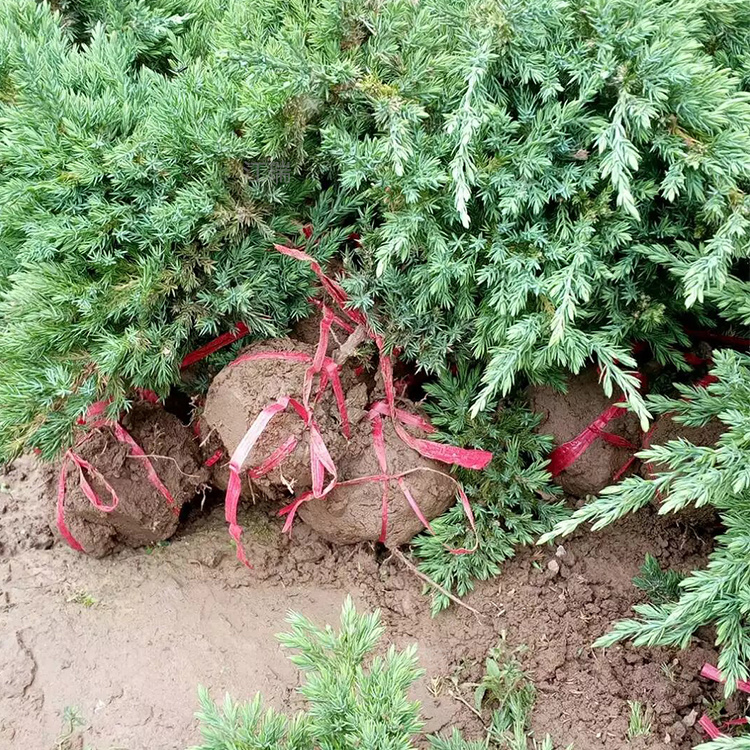 铺地柏道路绿化用苗 铺地柏现货上车价 江瑞承接绿化苗木工程施工