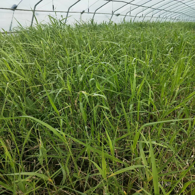 芦苇多芽 芦苇绿化工程苗 耐湿 耐寒 欢迎询价