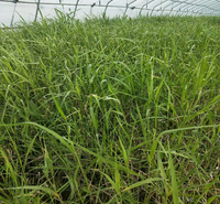 芦苇多芽 芦苇绿化工程苗 耐湿 耐寒 欢迎询价