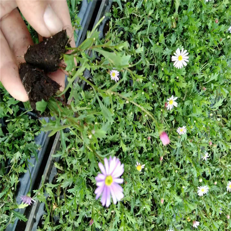浙江姬小菊摆放花卉 姬小菊花海打造 欢迎咨询