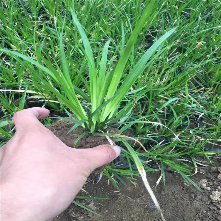 涝峪苔草适应能力强 涝峪苔草全年均可种植 江瑞