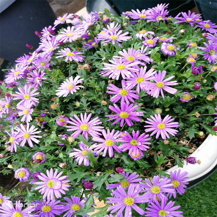 杭州木茼蒿批发 木春菊产地报价 玛格丽特颜色全