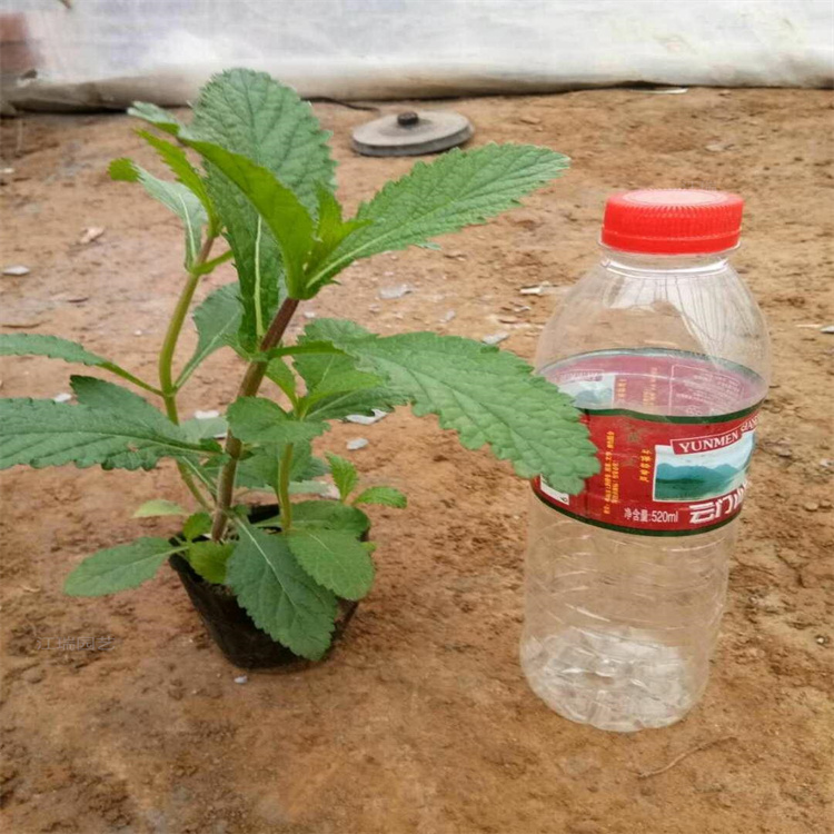 马鞭草四季美观 马鞭草基地苗圃供应 江瑞承接花海绿化工程施工