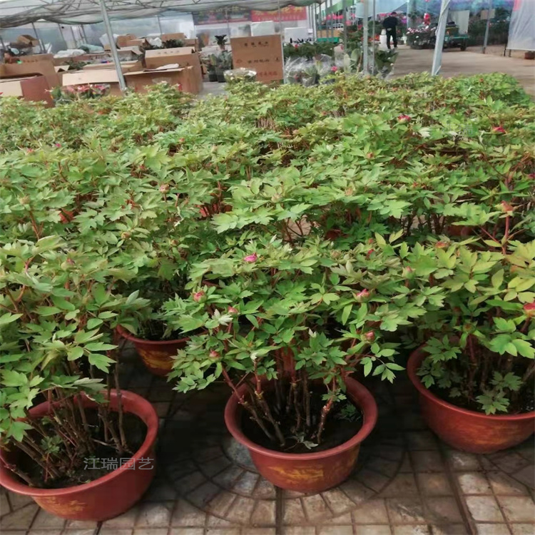 造型牡丹盆苗 绿化牡丹质优价廉 欢迎询价
