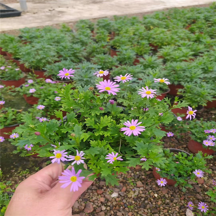 上海姬小菊庭院阳台摆放花卉 姬小菊现货上车价 批发价更低
