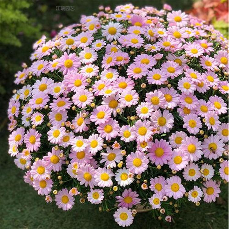 木春菊花海打造花卉 木茼蒿街道绿化 花期长 易成活