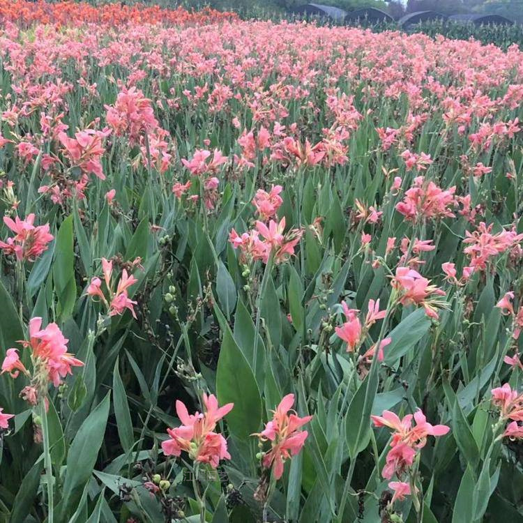 水生美人蕉产地报价 杭州美人蕉大量种植 江瑞承接水生植物工程施工