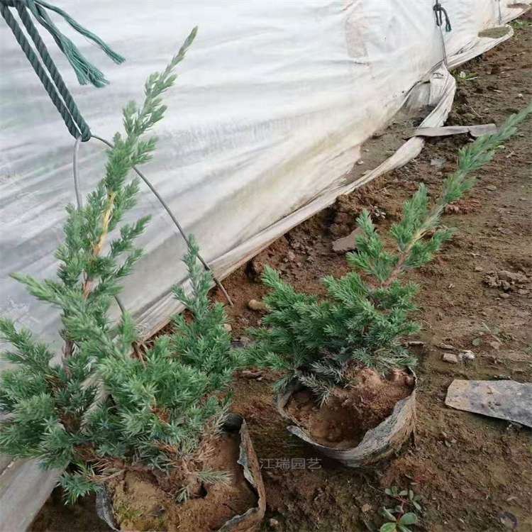铺地柏盆苗现货 铺地柏公路两侧绿化用苗 承接绿化苗木工程施工