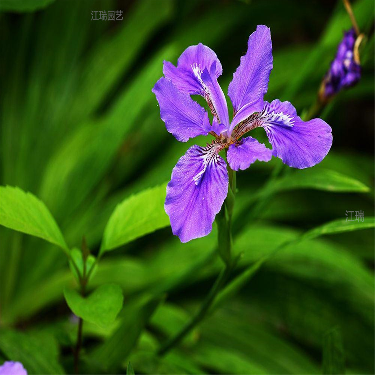 马兰花花期长 耐寒 耐旱 移栽成活高 江瑞园艺常年批发