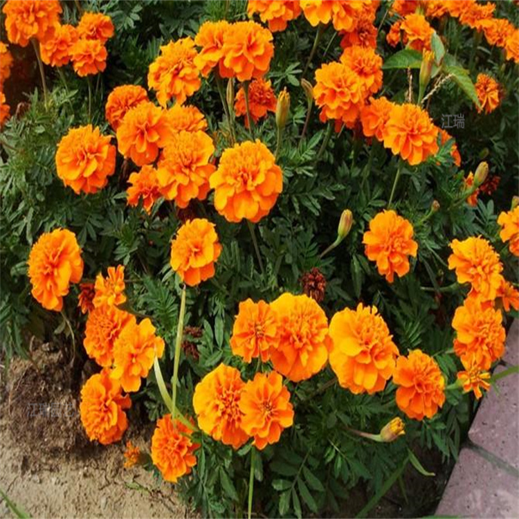 孔雀草量大从优 花海打造孔雀草供苗 江瑞孔雀草基地