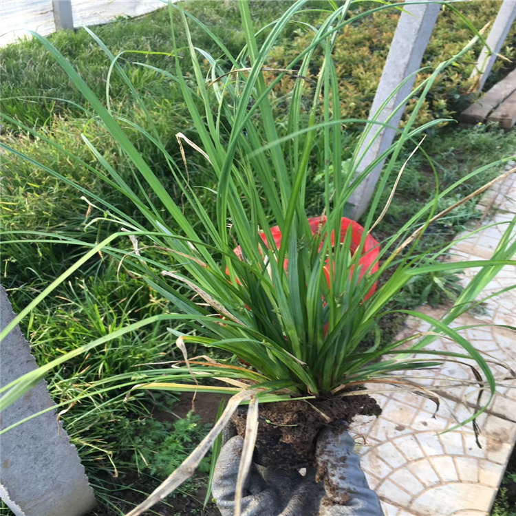 涝峪苔草产地价格 涝峪苔草现货上车 涝峪苔草多芽