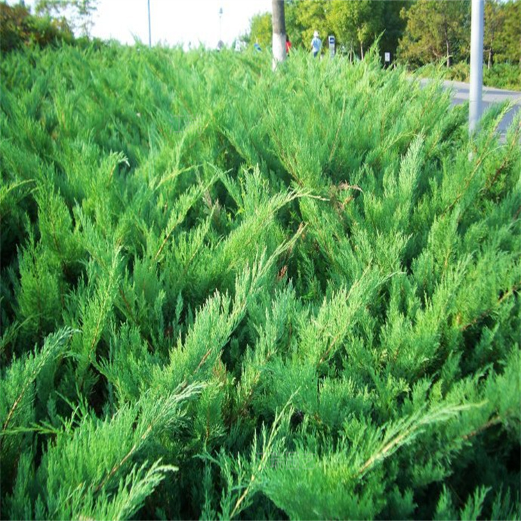 铺地柏地被植物 铺地柏四季常绿 欢迎询价