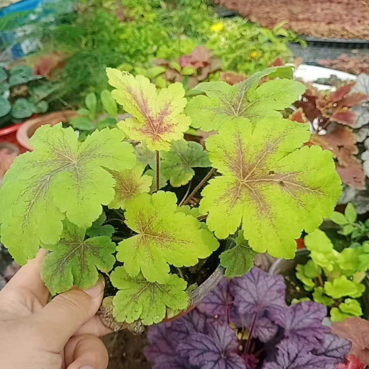矾根穴盘苗供应商 凯洋出售矾根穴盘苗 价格优惠