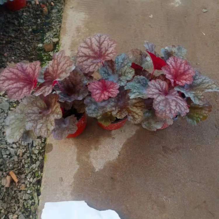 好成活的矾根小苗 矾根小苗批发基地 量大价优
