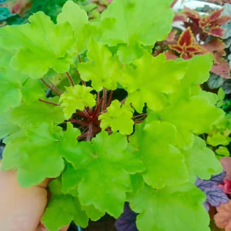 凯洋供应矾根穴盘苗 矾根穴盘苗供应 价格优惠