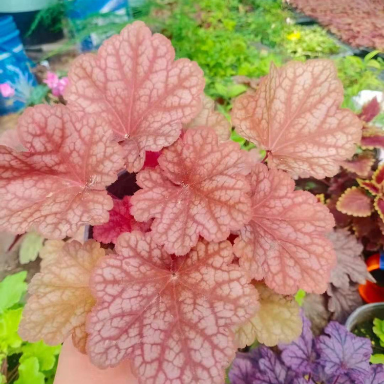 矾根小苗基地 凯洋供应矾根小苗 量大价优