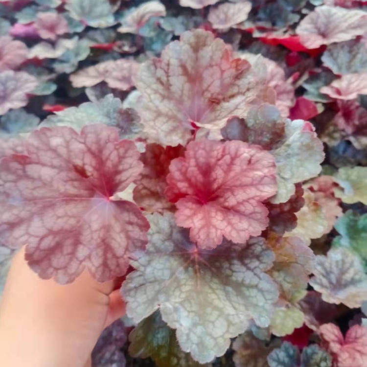 凯洋出售矾根小苗 矾根小苗供应商 量大价优