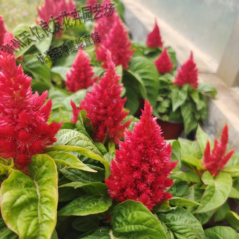 鸡冠花批发价格 青州鸡冠花种植基地 景区用苗鸡冠花种苗