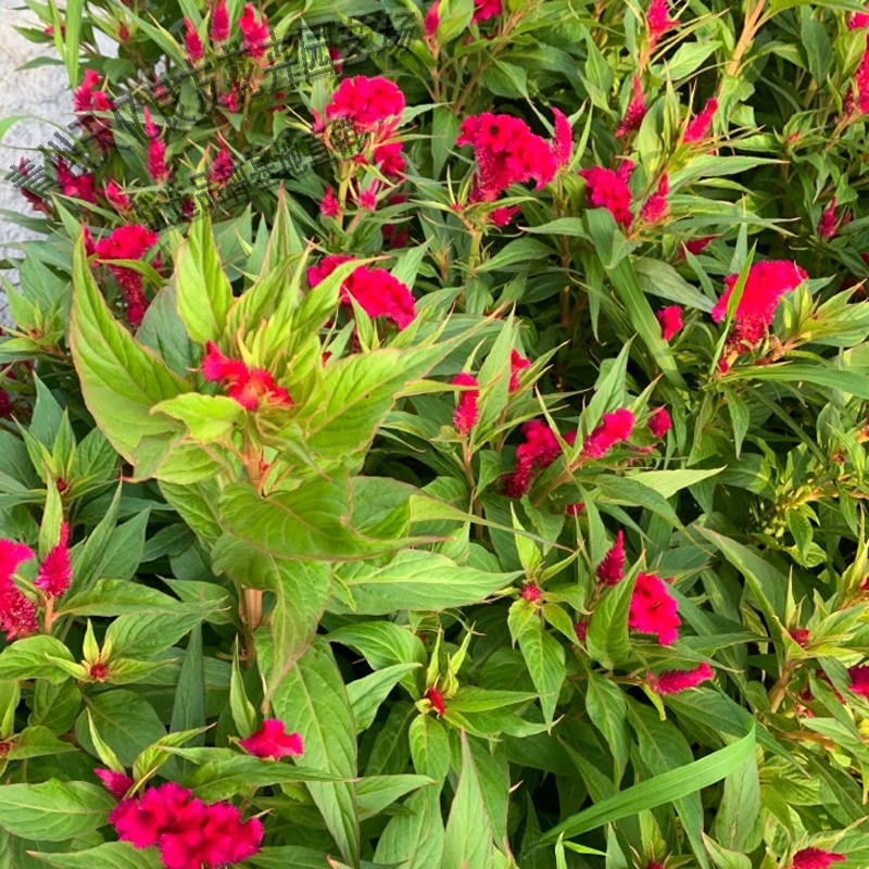 园林植物鸡冠花 鸡冠花基地 天亿良友 来电咨询