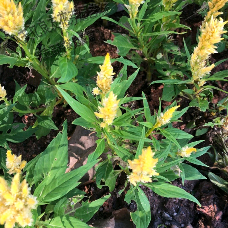 基地直供鸡冠花苗 销售时令草花鸡冠花 天亿良友 基地常年批发 