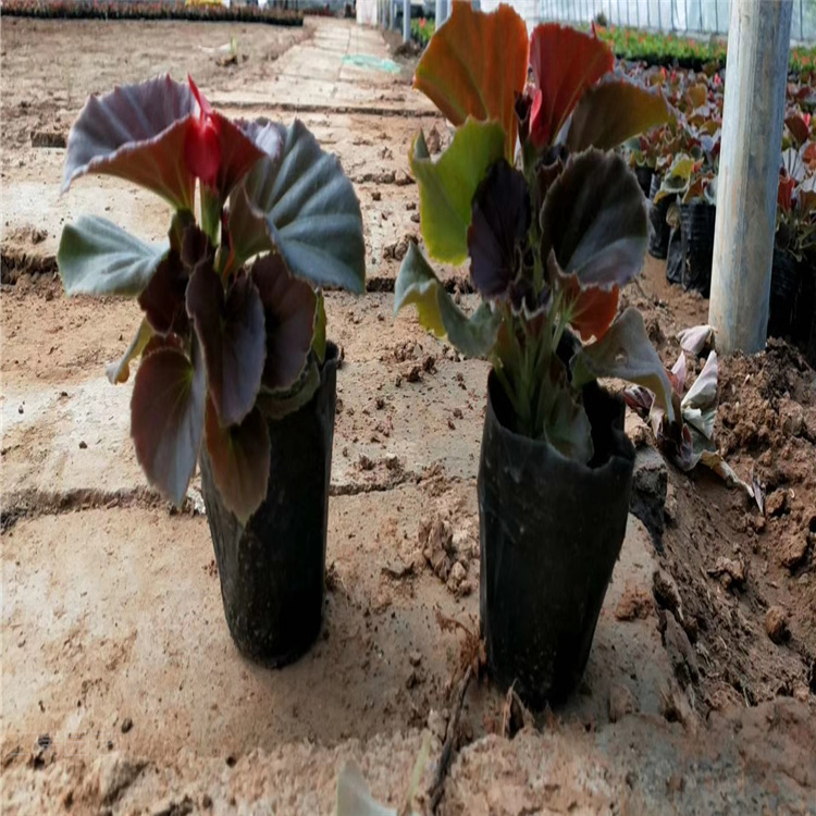 花海打造四季海棠批发 四季海棠室内阳台庭院种植摆放均可 欢迎询价