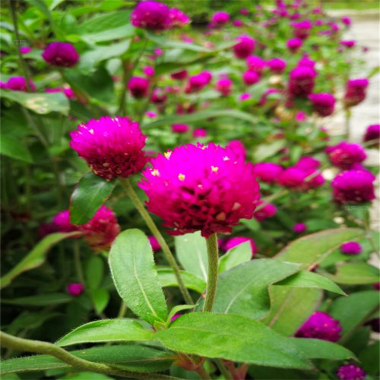 杭州千日红种植基地 江瑞花卉直批