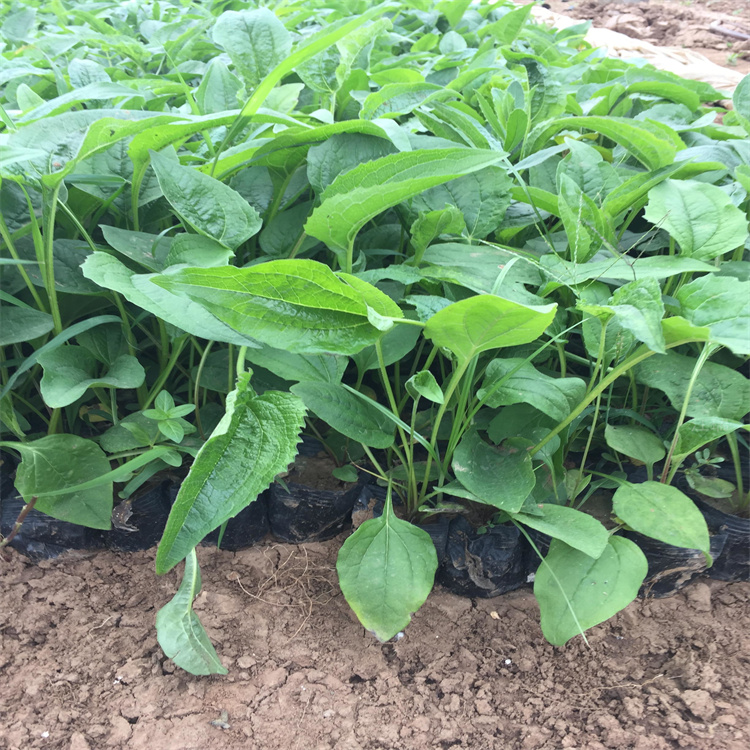 杭州松果菊种植基地 松果菊产地价格 松果菊地被花卉