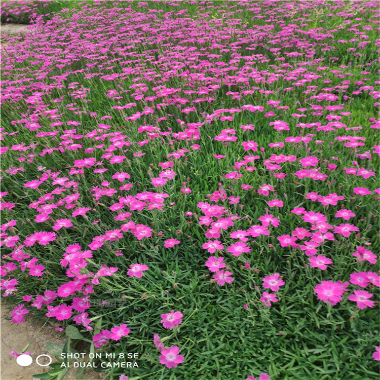 双色盆欧石竹苗圃批发 双色盆欧石竹成活高 移植易成活