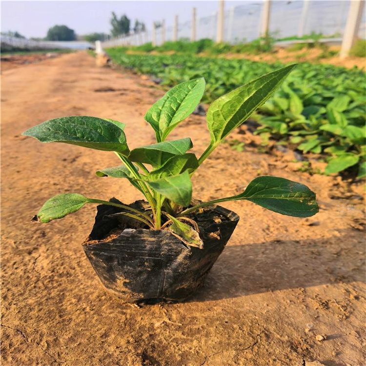 上海松果菊出售 花境打造松果菊杯苗 松果菊大小盆苗