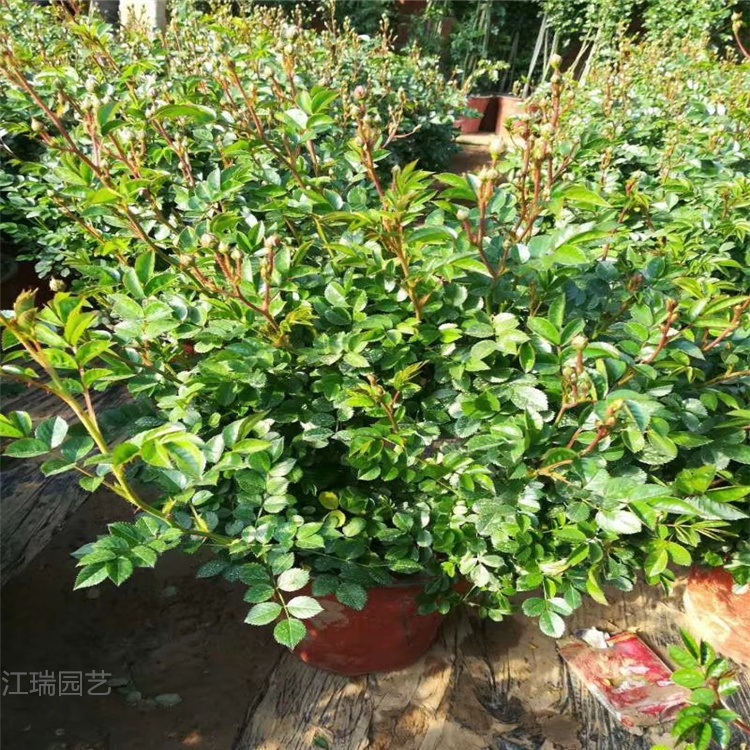 蔷薇产地报价 蔷薇庭院周围绿化花卉 欢迎询价