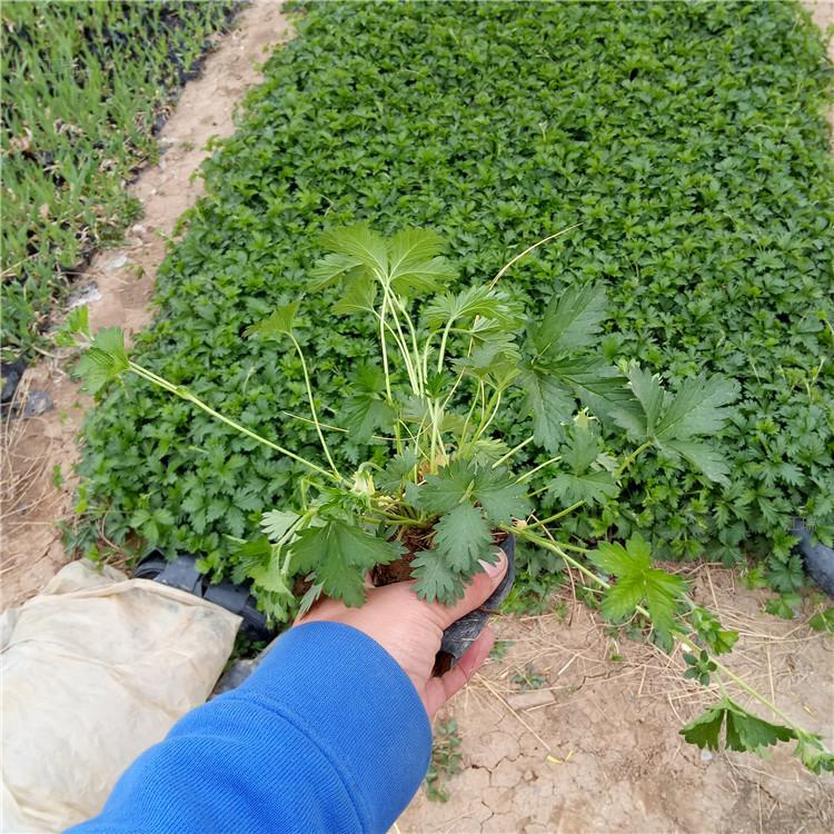 山东三叶委陵菜杯苗 三叶委陵菜现货上车 三叶委陵菜适应能力强