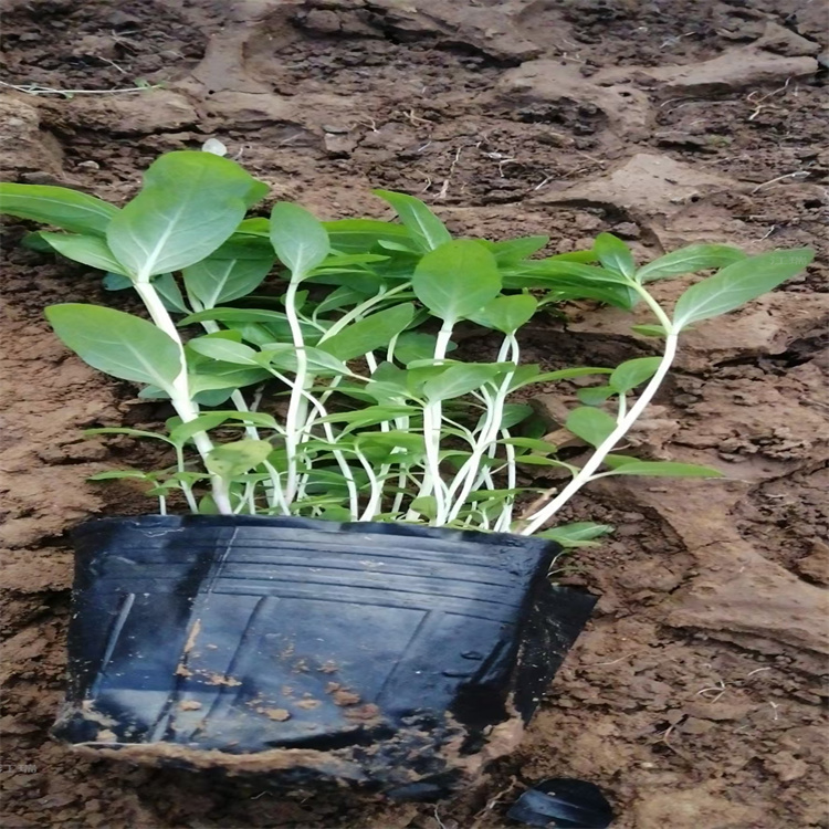 杭州千屈菜出售 撒种千屈菜多芽 水体美化千屈菜价格