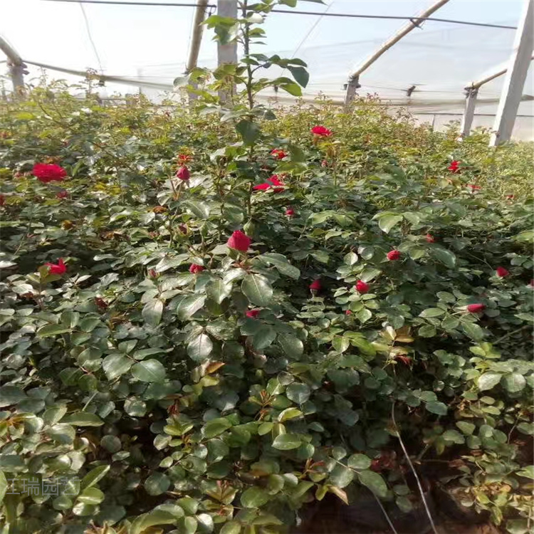 大花蔷薇 抗旱 耐寒 耐湿 花卉工程用苗蔷薇苗 江瑞承接绿化花卉工程施工