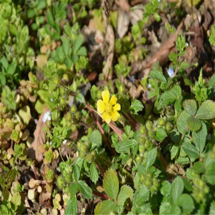 三叶委陵菜青州苗圃供应 三叶委陵菜道路两侧绿化 江瑞