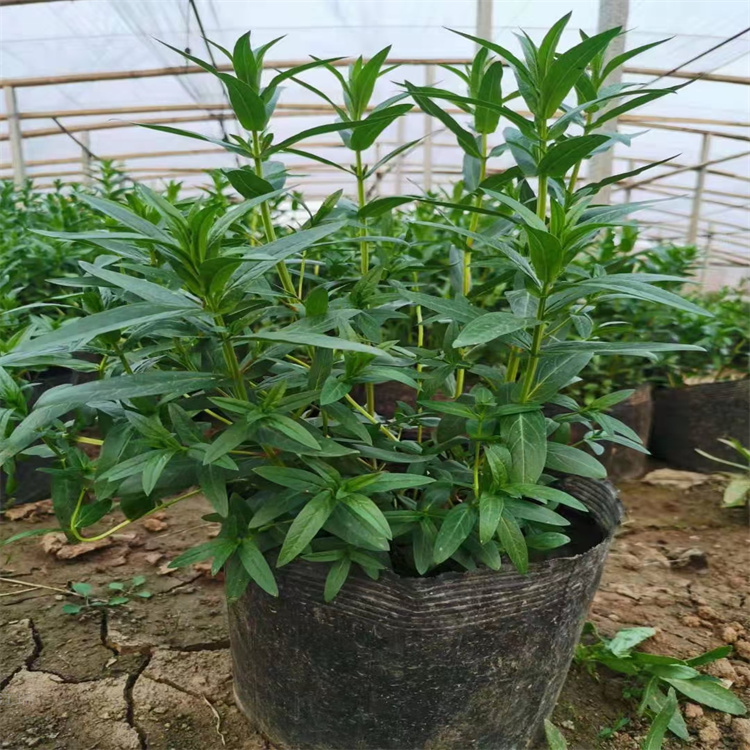 浙江千屈菜种子一斤发货 千屈菜优育品种 江瑞承接水体绿化工程施工