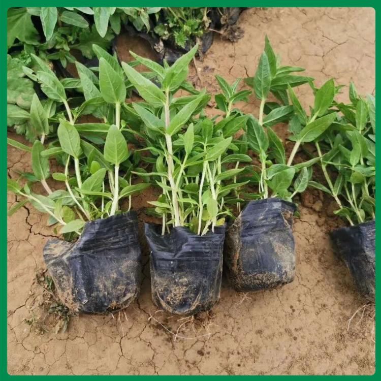 诺森千屈菜价格 绿化植被千屈菜 株丛整齐