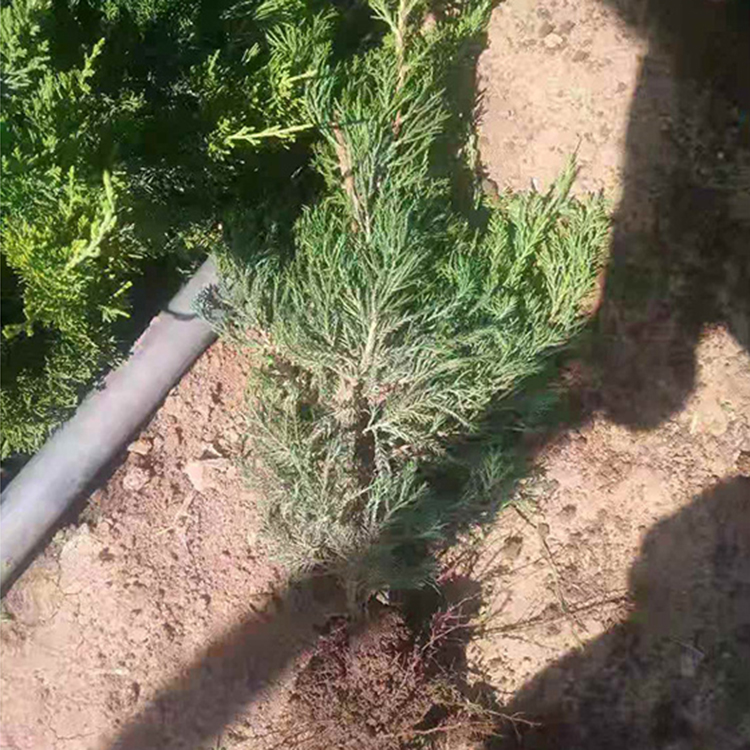 价格从优 地栽小龙柏 青州绿化苗木 小龙柏种植基地