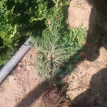 价格从优 地栽小龙柏 青州绿化苗木 小龙柏种植基地