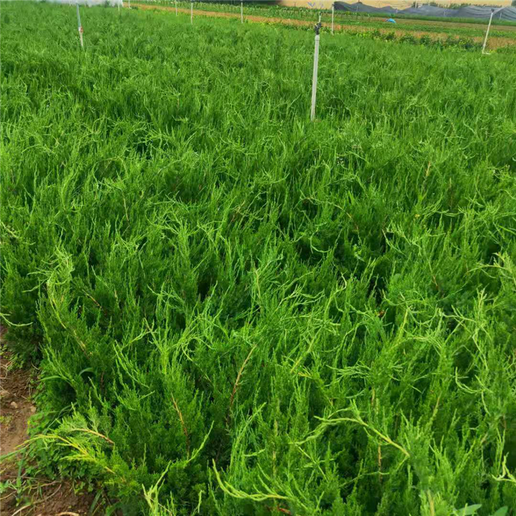 基地发货 绿化工程小龙柏 全意绿化苗木批发 小龙柏销售商