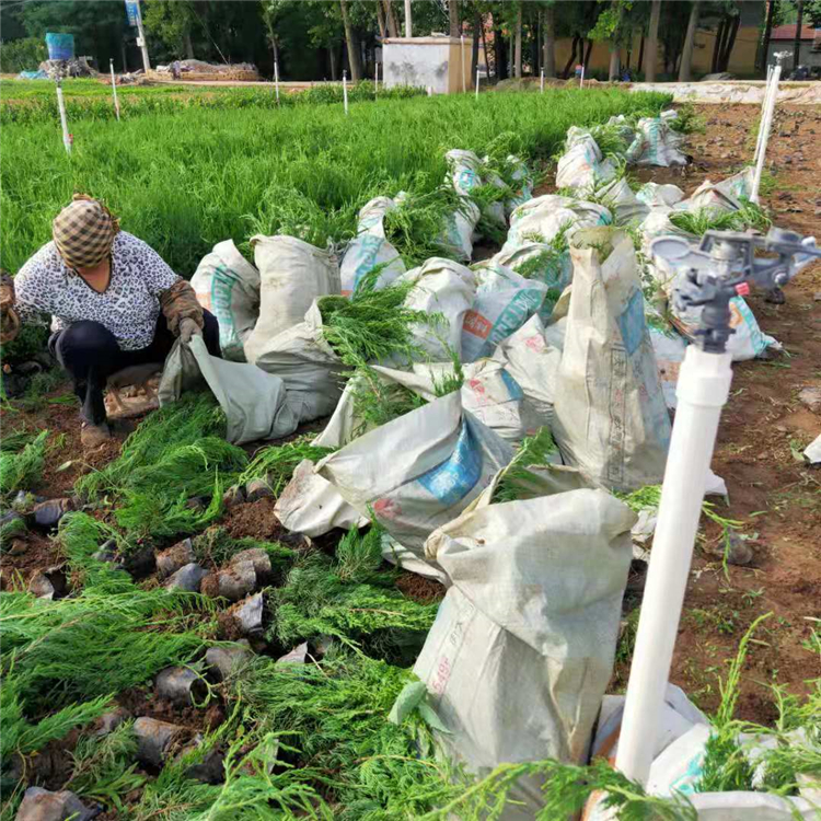 常绿小乔木 绿化小龙柏 山东绿化苗木基地 小龙柏批发