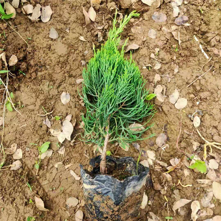 根系多 园林用小龙柏 山东绿化苗木基地 小龙柏行情